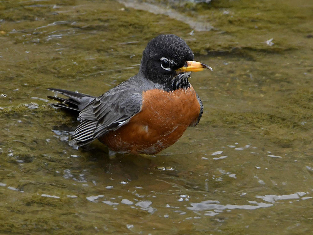 Robin4.jpg