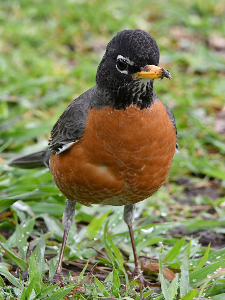 Robin4.jpg