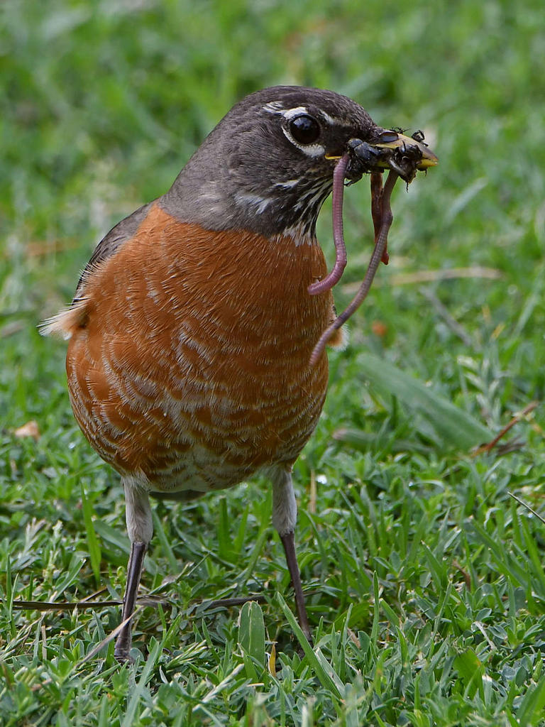 Robin4.jpg