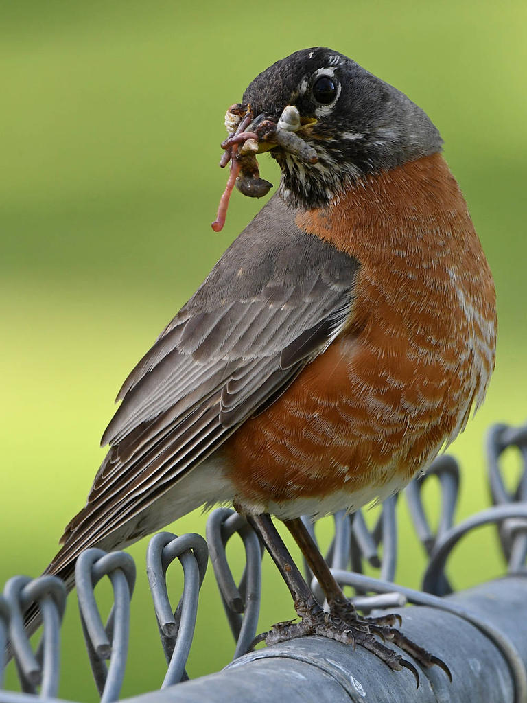 Robin4.jpg
