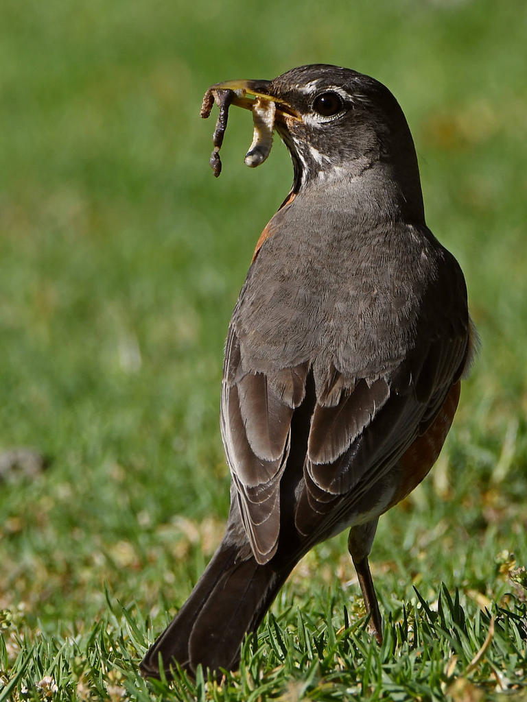 Robin4.jpg