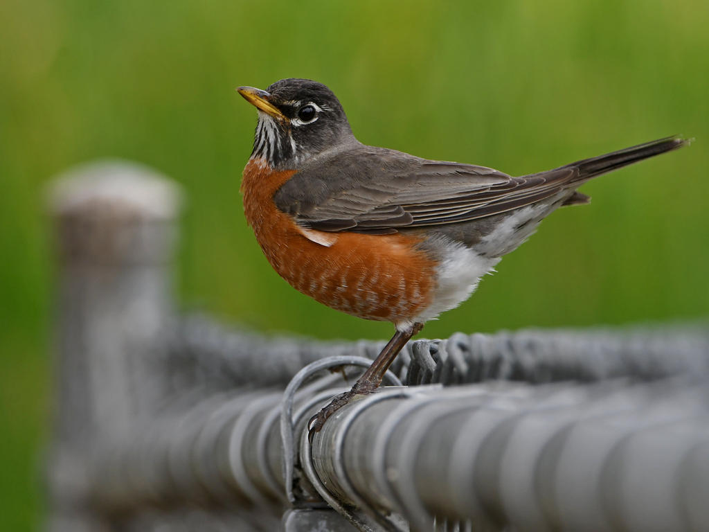 Robin4.jpg