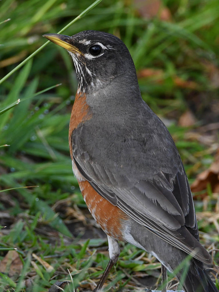 Robin4.jpg