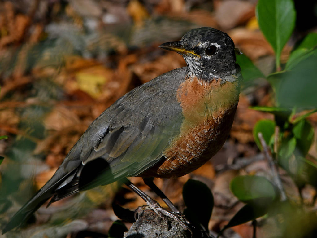 Robin4.jpg