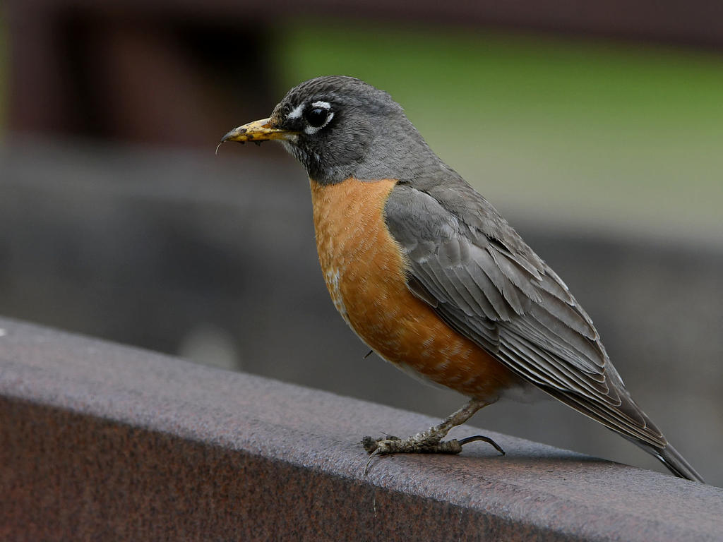 Robin4.jpg