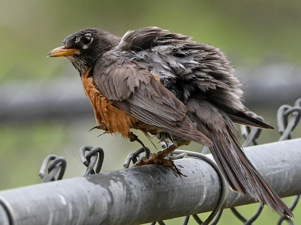 Robin4.jpg