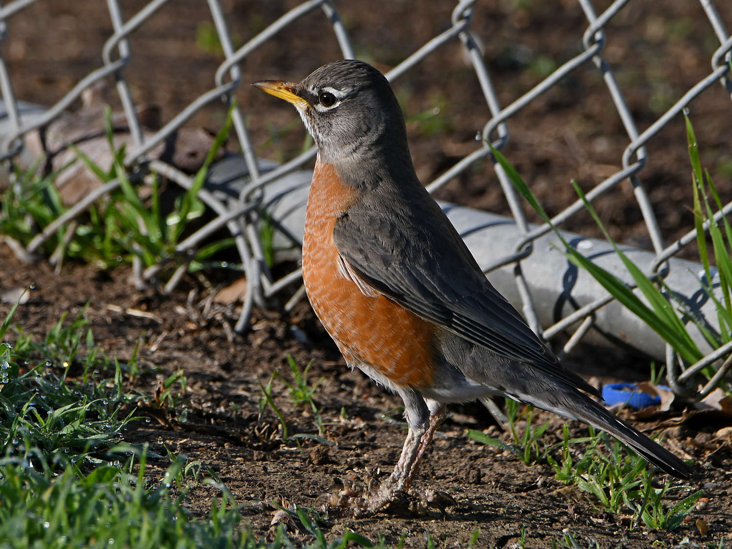 Robin4.jpg