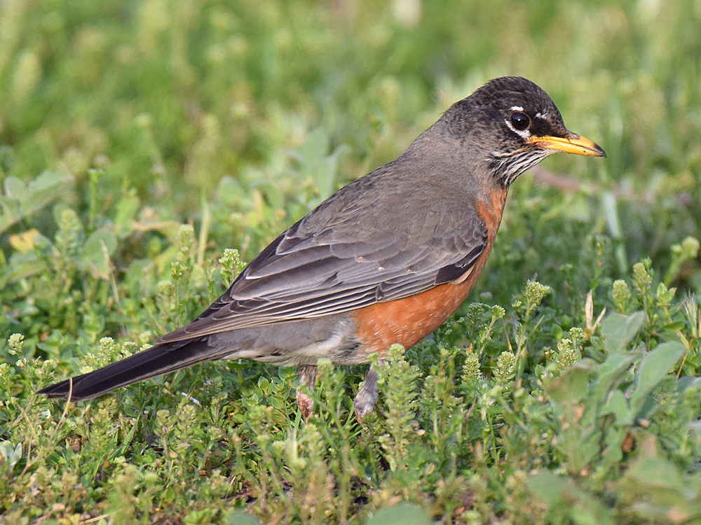 Robin4_2015_03_15.jpg
