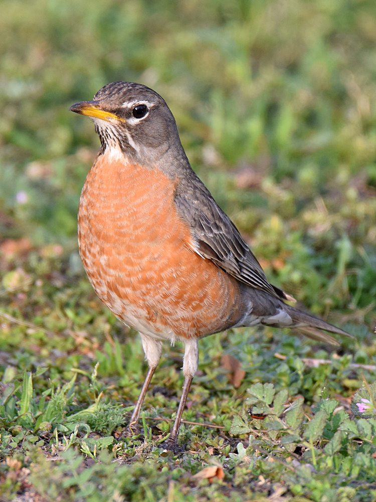 Robin5.jpg