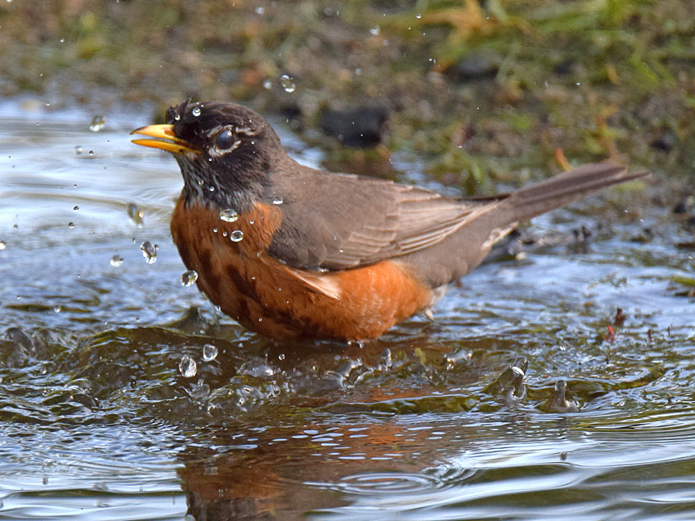 Robin5.jpg