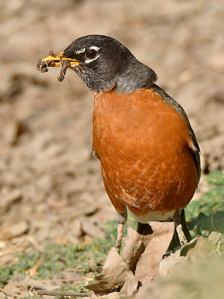 Robin5.jpg