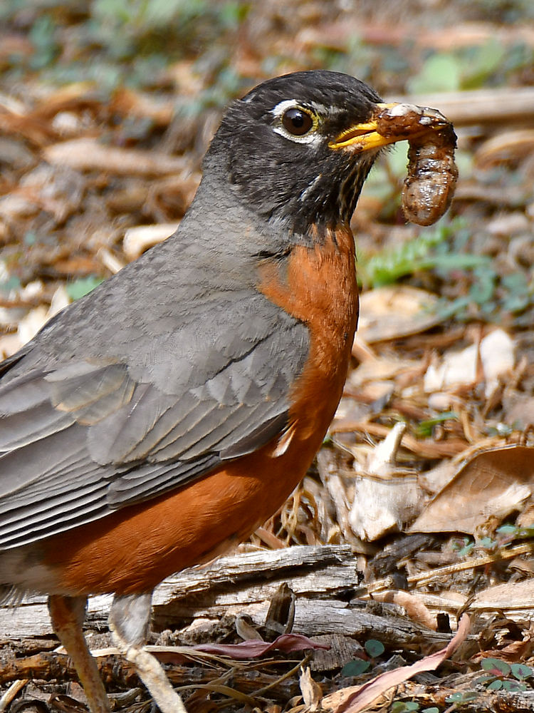 Robin5.jpg