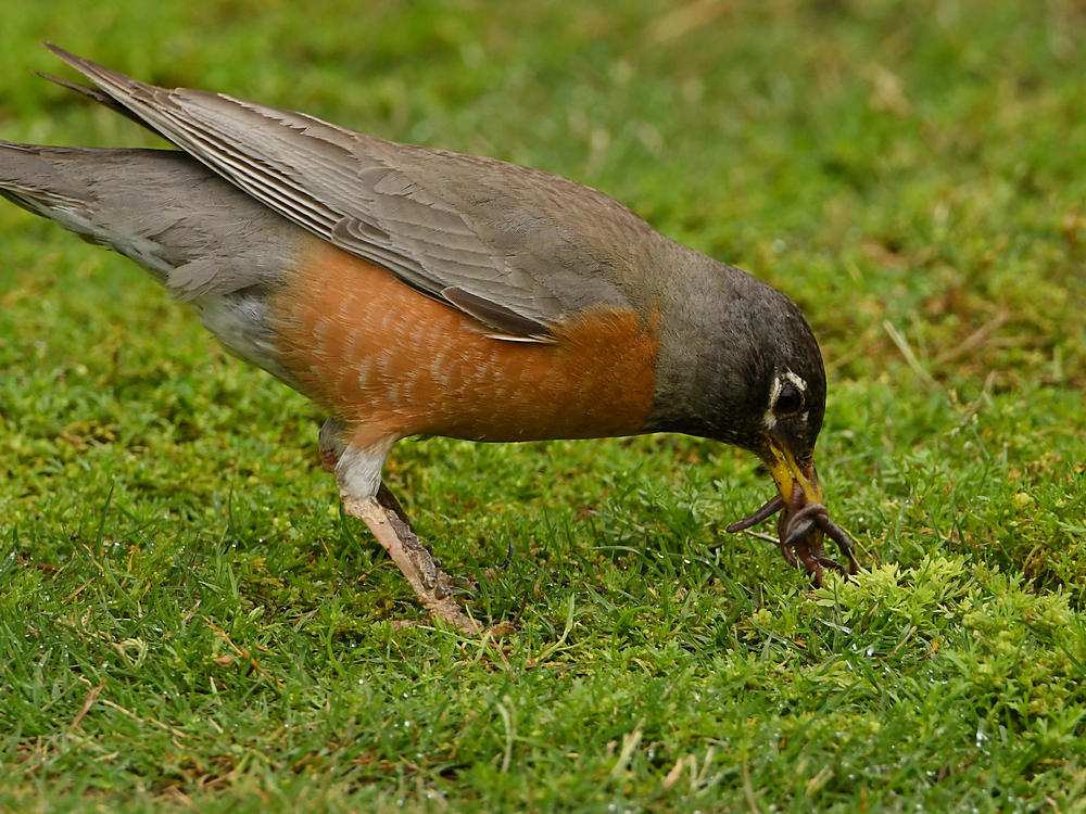 Robin5.jpg