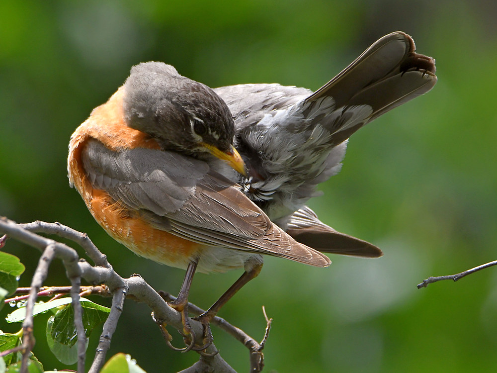 Robin5.jpg