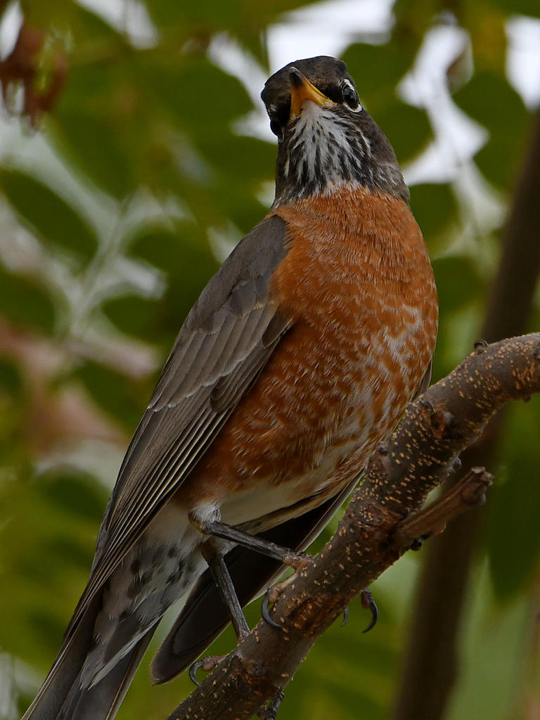 Robin5.jpg