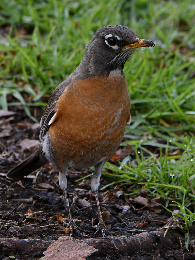 Robin5.jpg