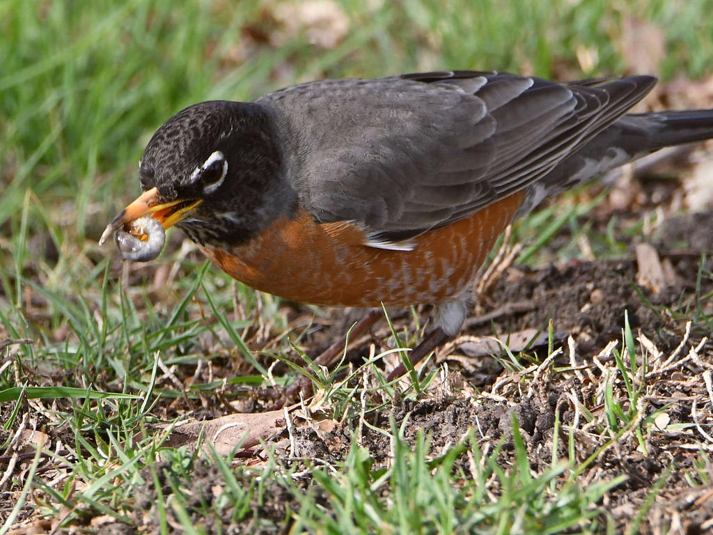 Robin5.jpg