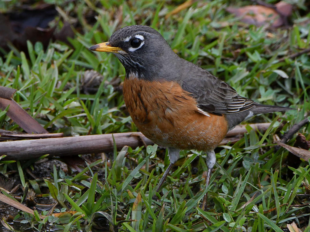 Robin5.jpg