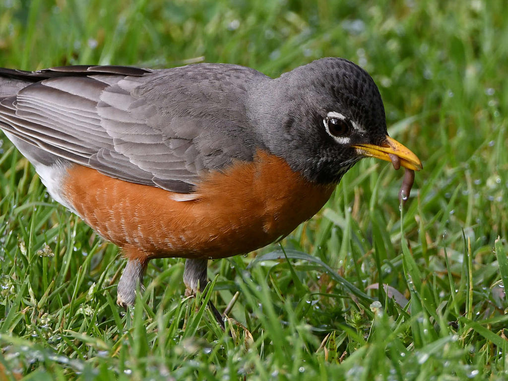 Robin5.jpg