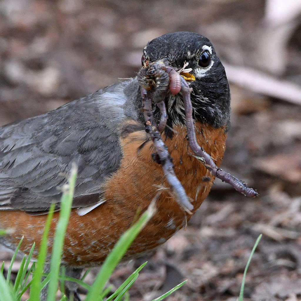 Robin5.jpg