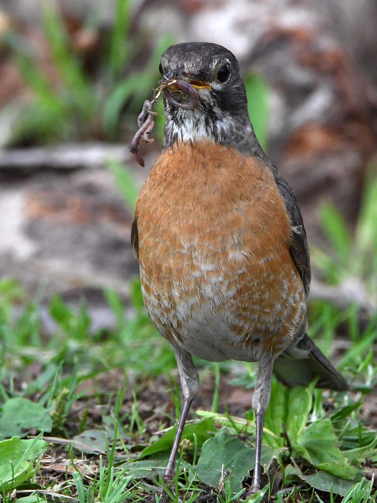 Robin5.jpg