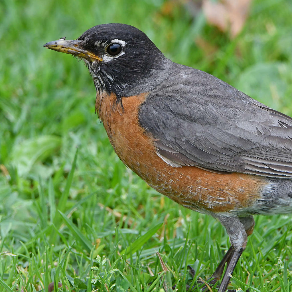 Robin5.jpg