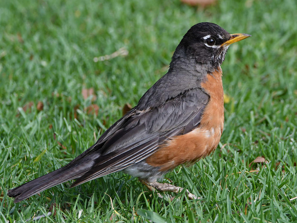 Robin5.jpg