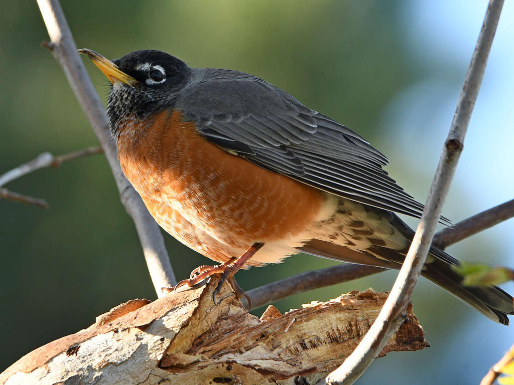 Robin5.jpg
