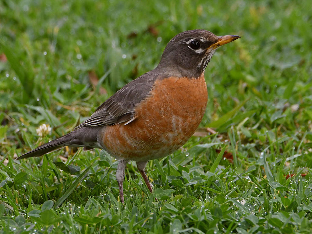 Robin5.jpg