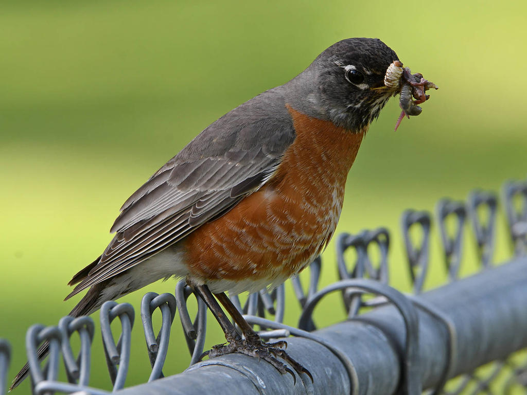 Robin5.jpg