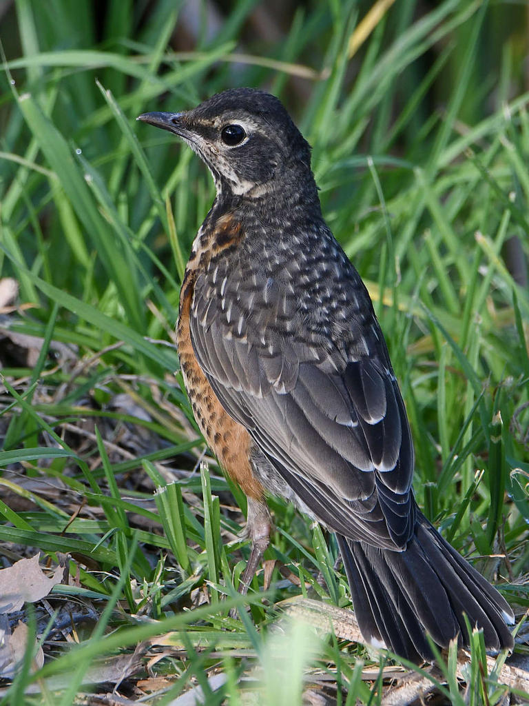 Robin5.jpg