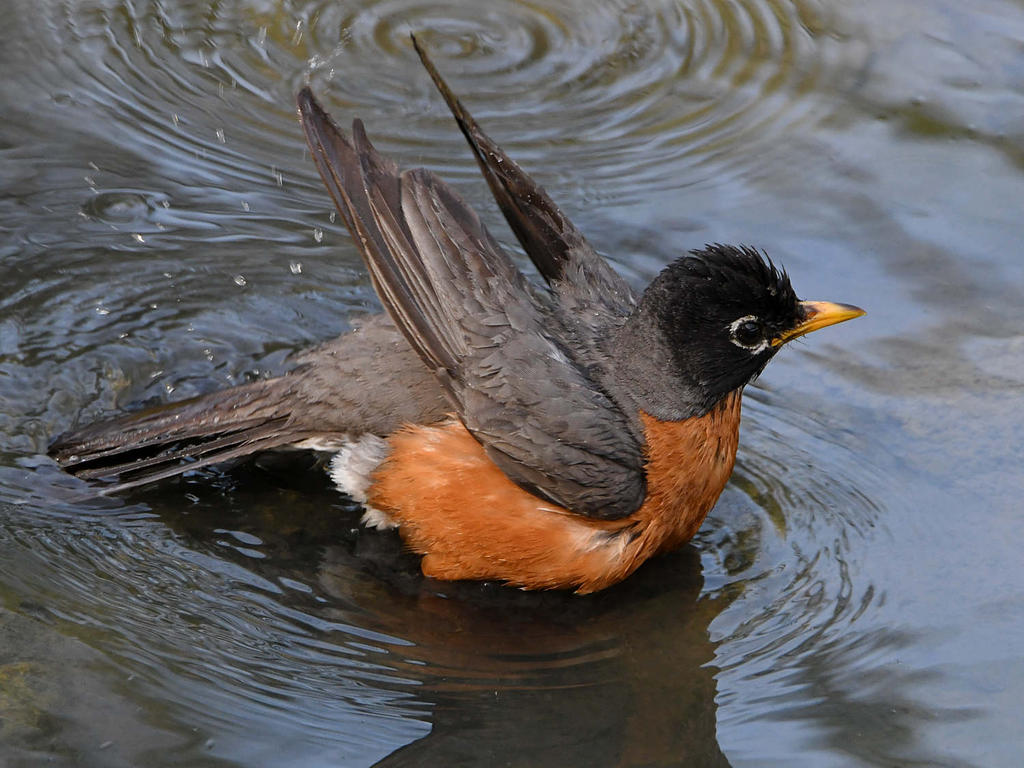 Robin5.jpg