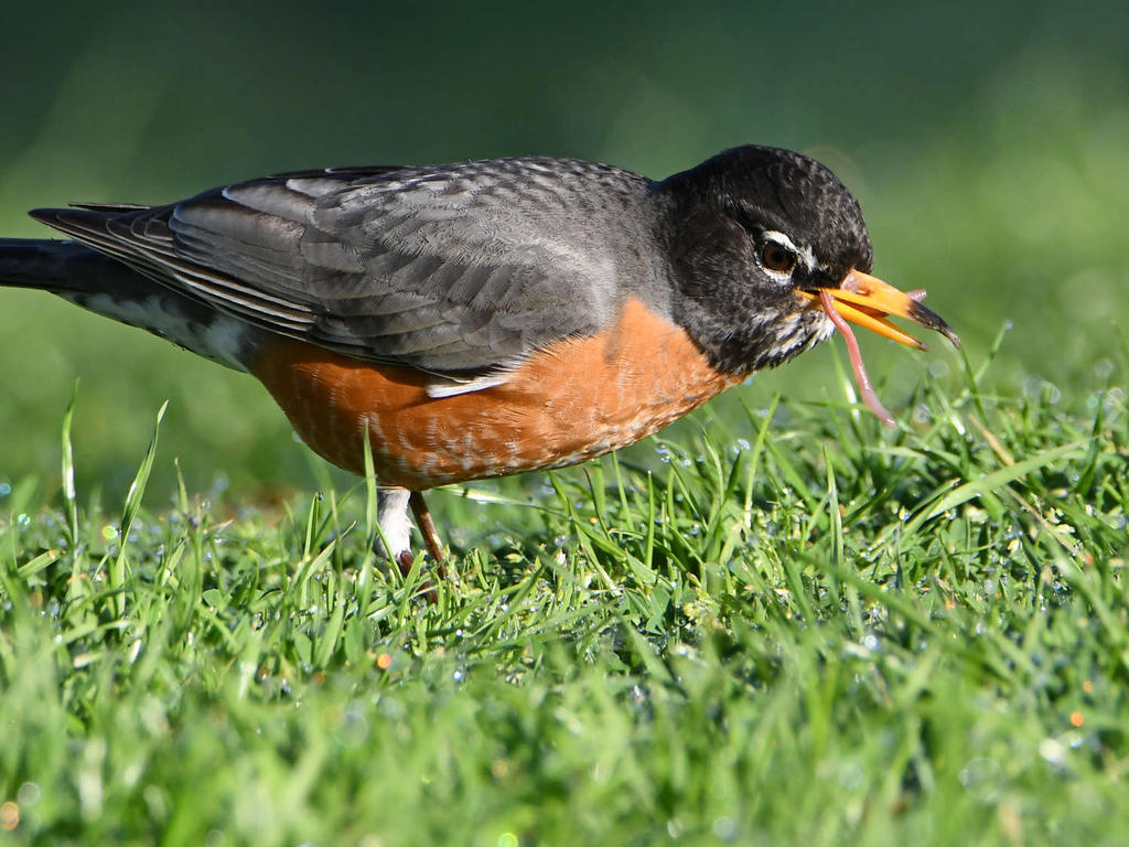 Robin5.jpg