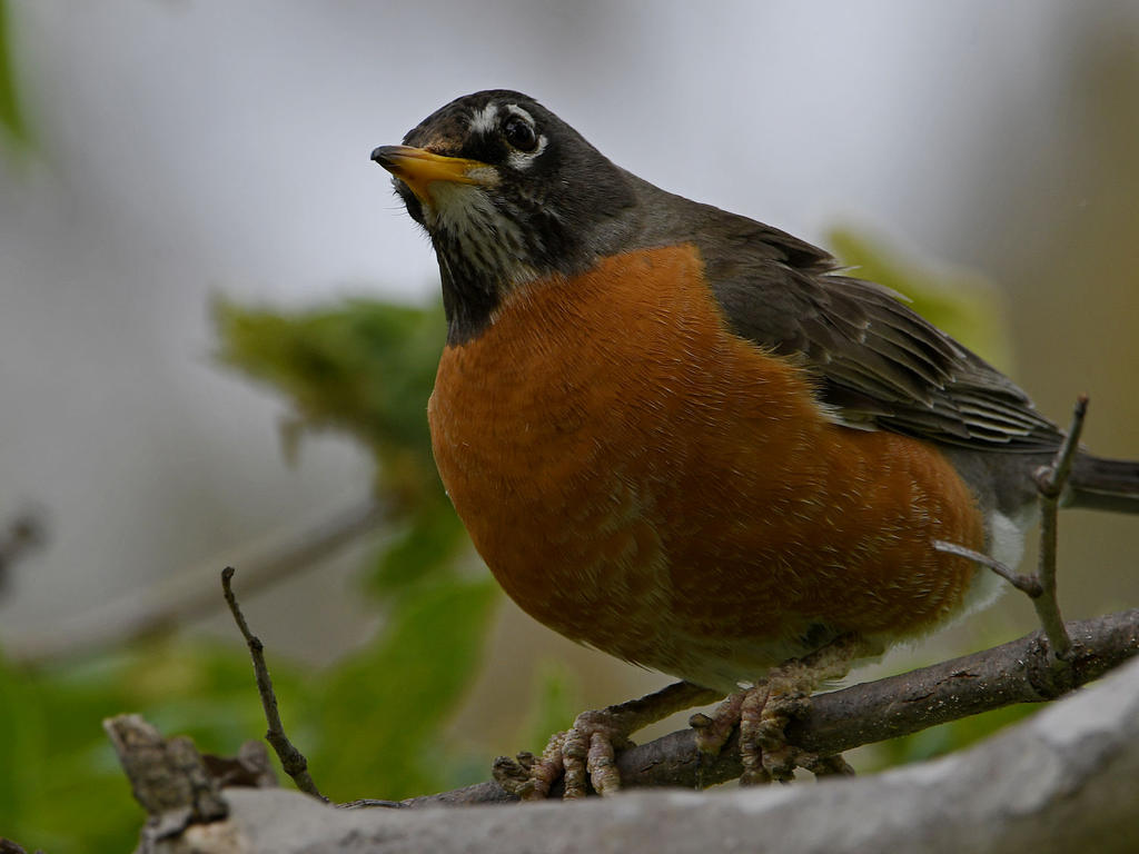 Robin5.jpg
