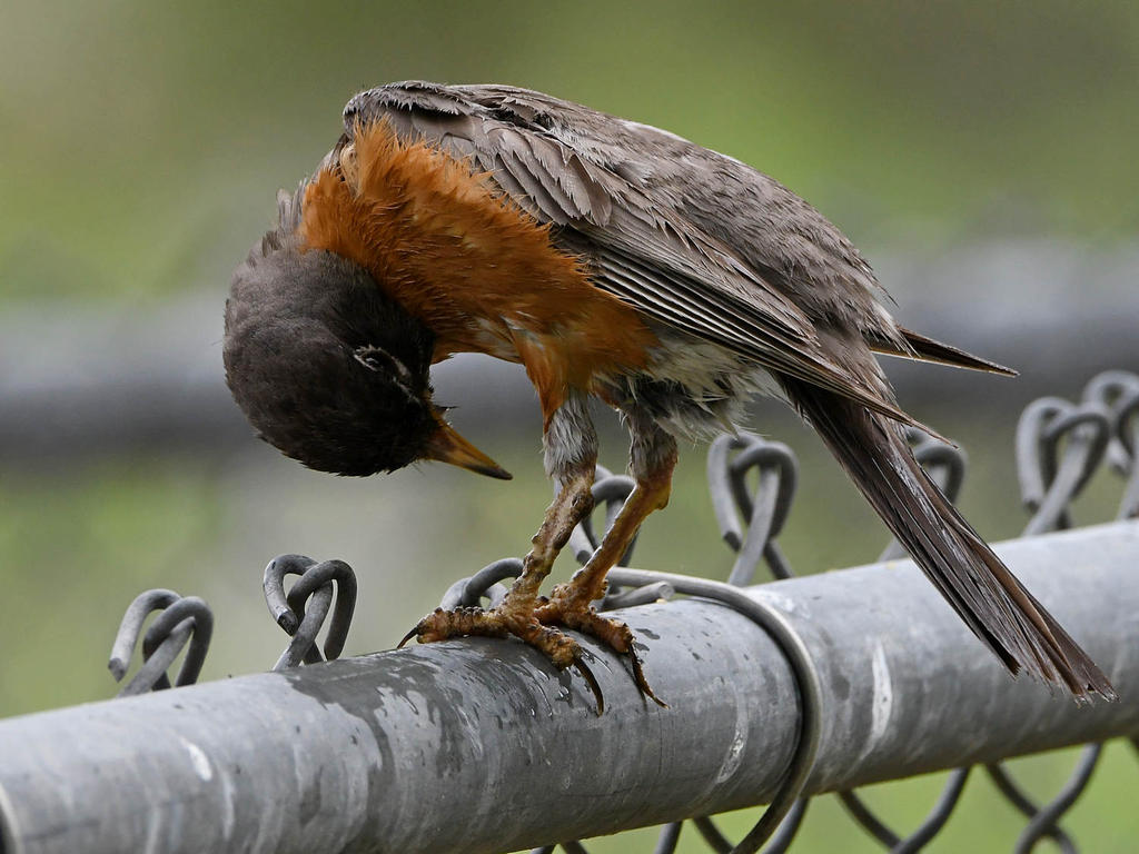 Robin5.jpg