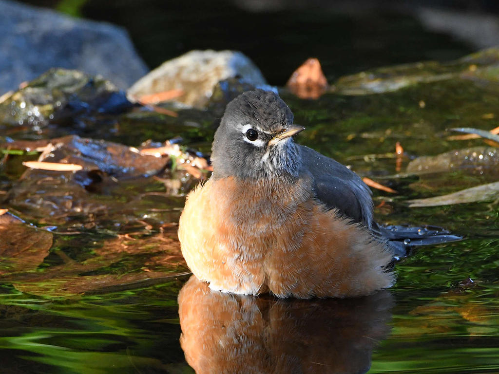 Robin5.jpg