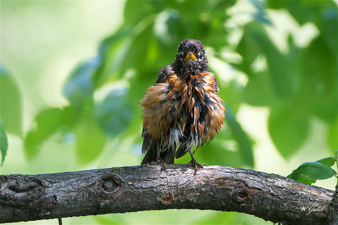 Robin5467 sm.jpg