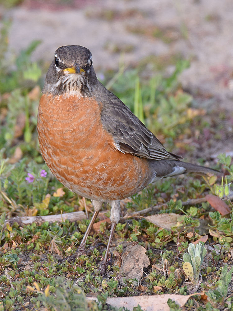 Robin6.jpg
