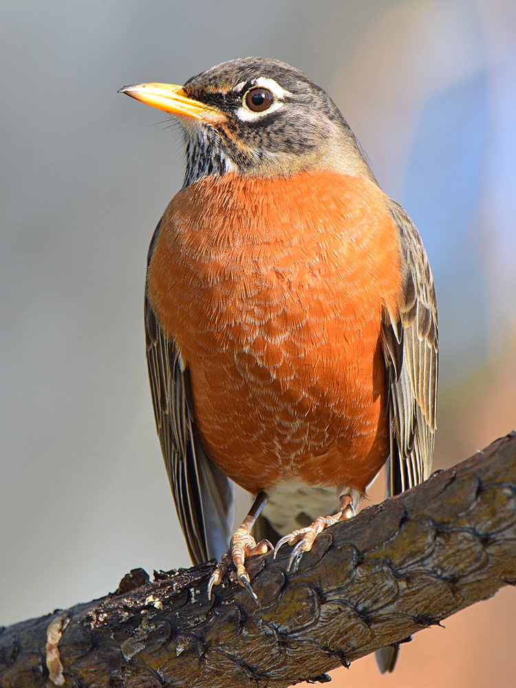 Robin6.jpg