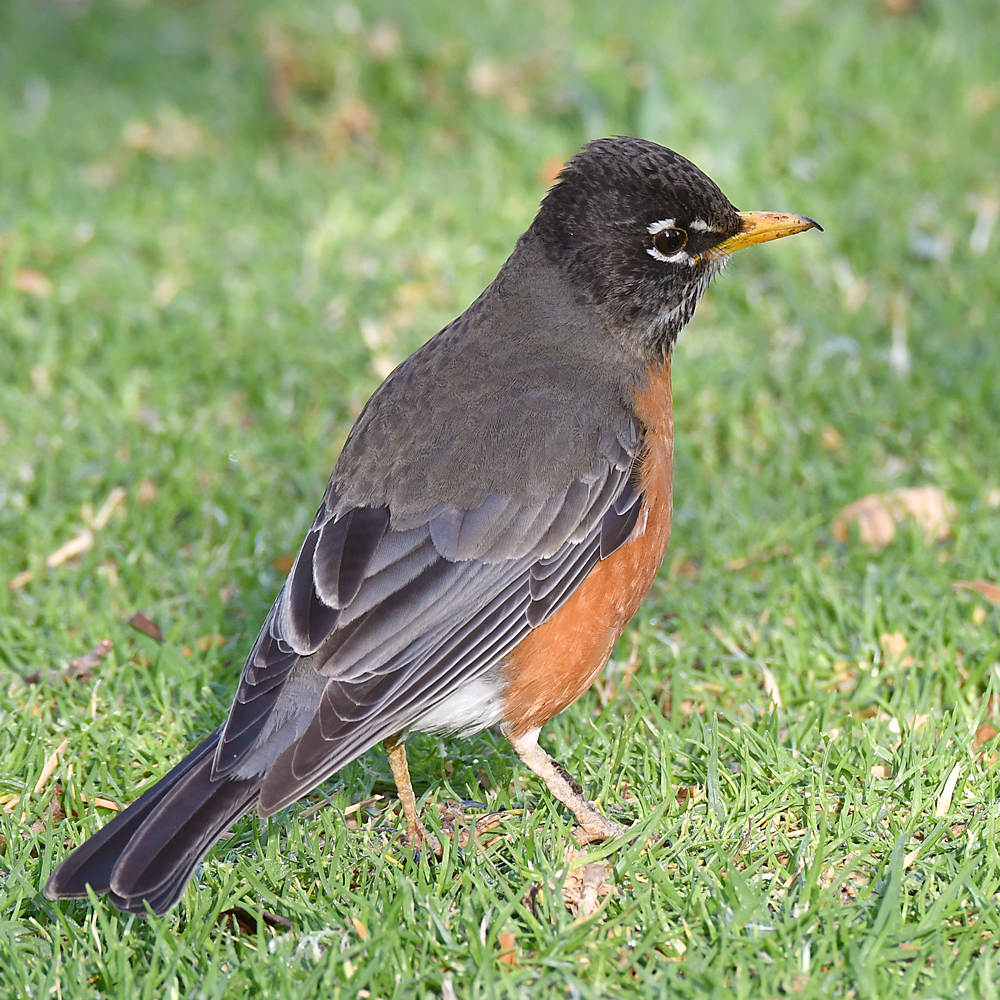 Robin6.jpg