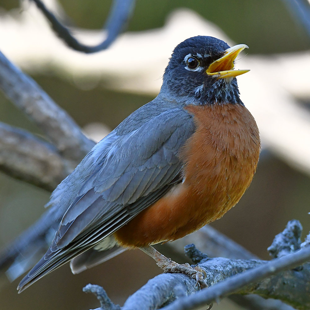 Robin6.jpg
