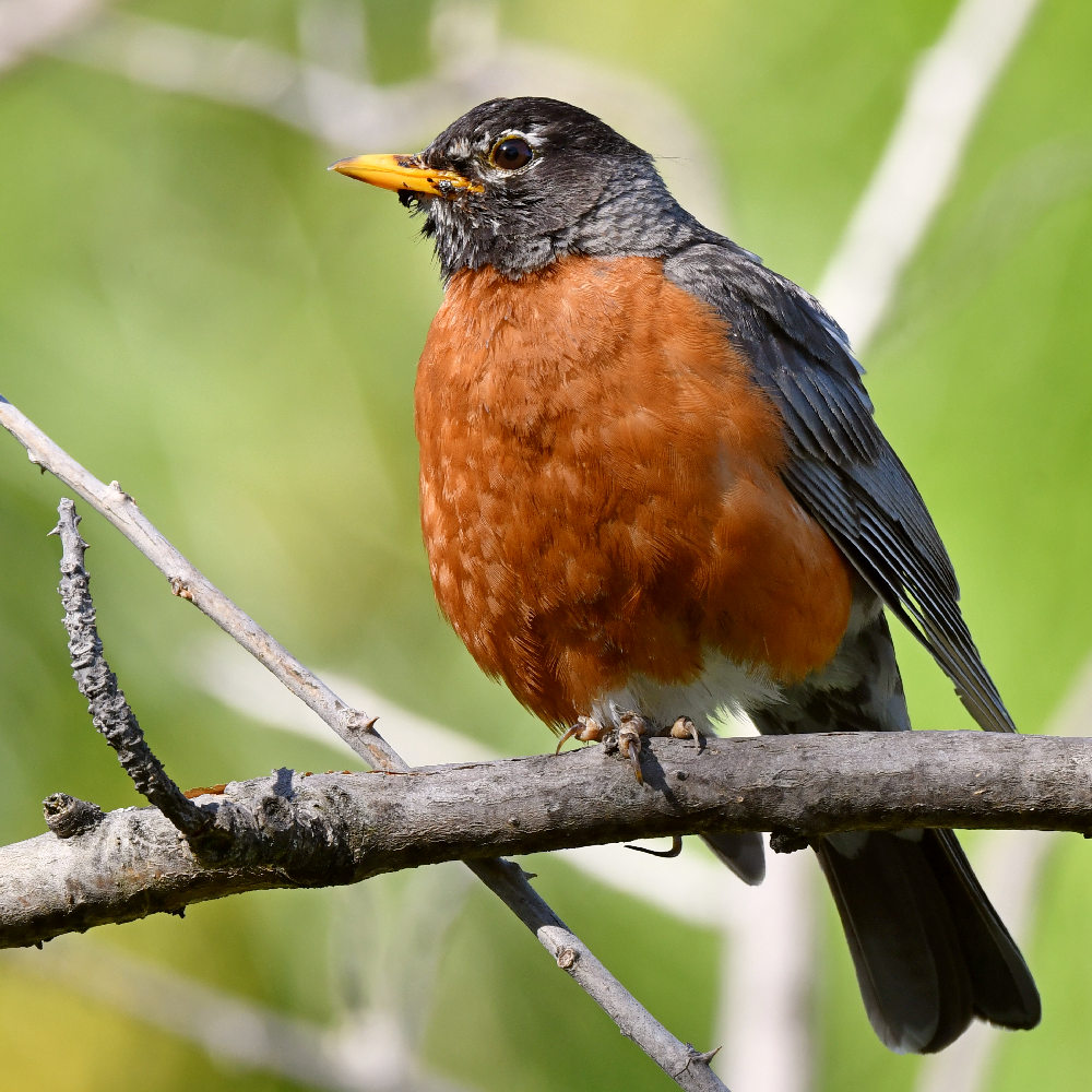 Robin6.jpg