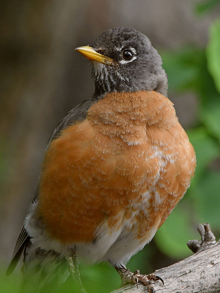 Robin6.jpg