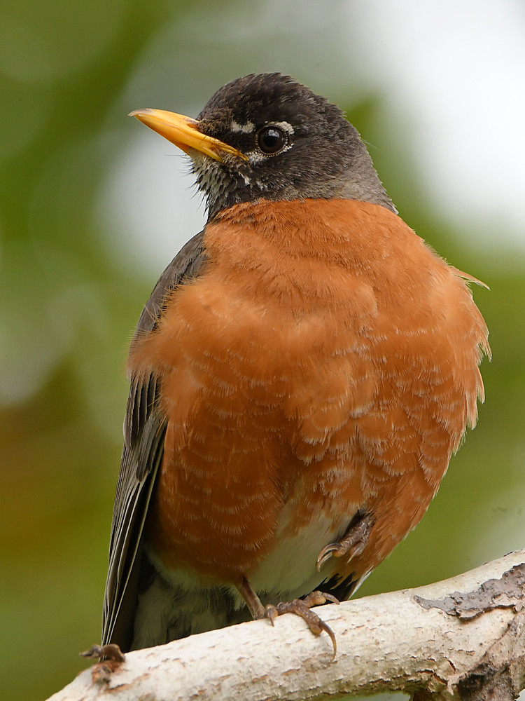 Robin6.jpg