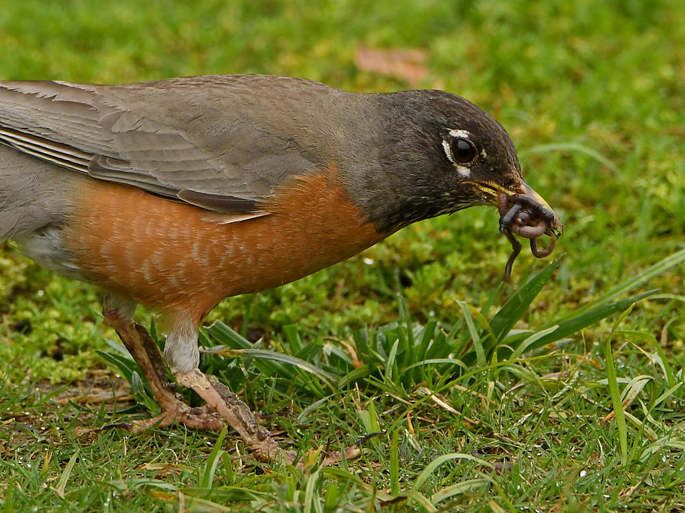Robin6.jpg