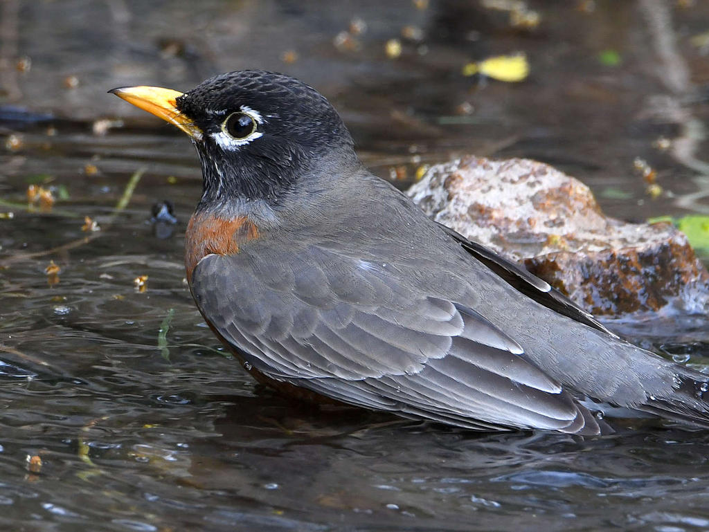 Robin6.jpg