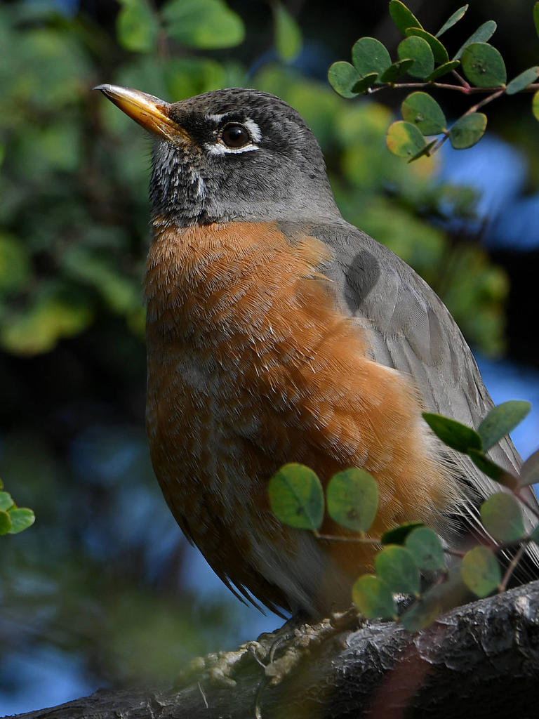 Robin6.jpg