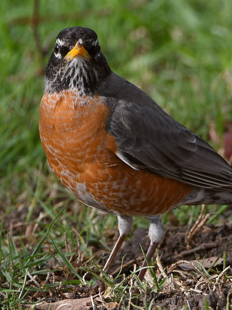 Robin6.jpg