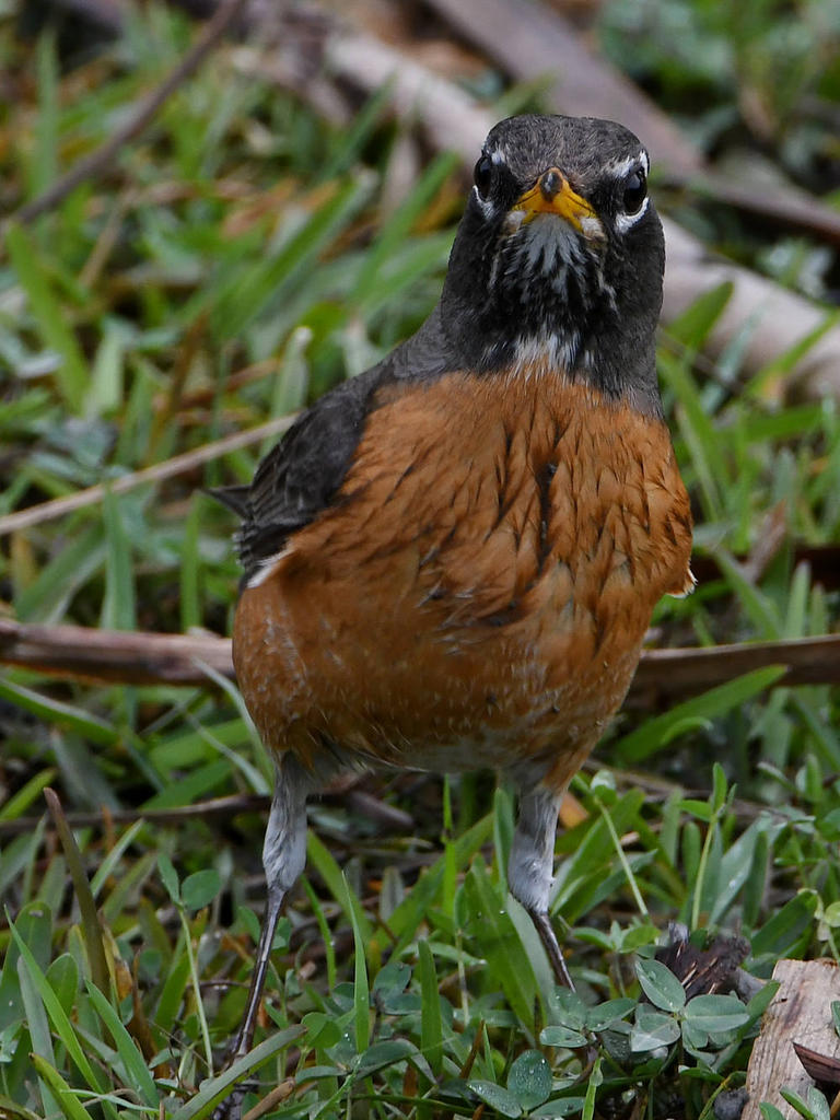 Robin6.jpg