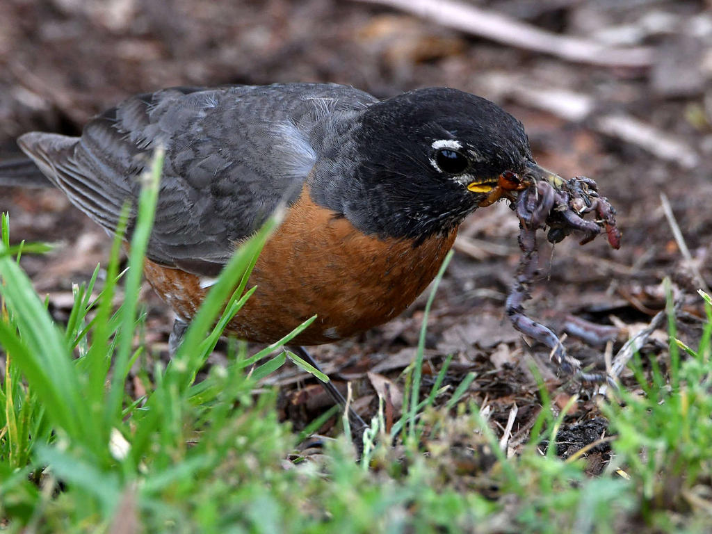 Robin6.jpg